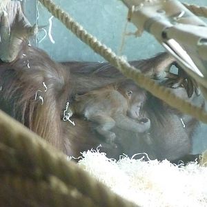 Bornean Orangutan and infant, 18 April 2013