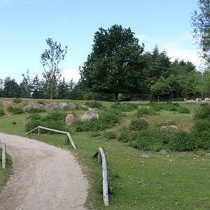 Givskud Zoo - Blackbuck enclosure