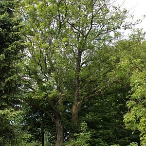 Givskud Zoo - Red panda exhibit