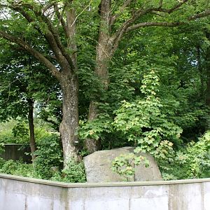 Givskud Zoo - Red panda exhibit