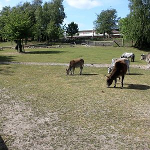 Givskud Zoo - Petting Zoo (Walkthrough)