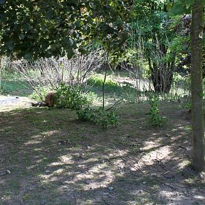 Givskud Zoo - Petting Zoo (Sheep)
