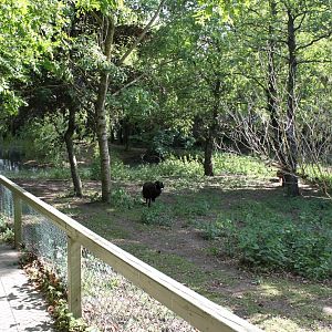 Givskud Zoo - Petting Zoo (Sheep)