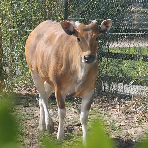 female Javan Banteng Chester Zoo 2013