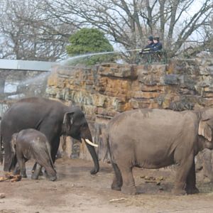 Aung Bo meets the herd Chester Zoo 2013