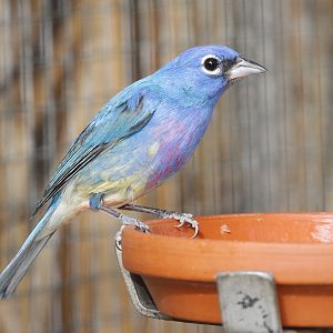Rise-bellied bunting (Passerina rositae) male