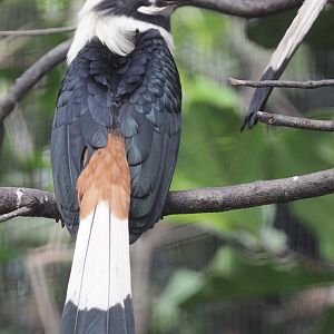 Visayan tarictic hornbill (Penelopides panini panini) male