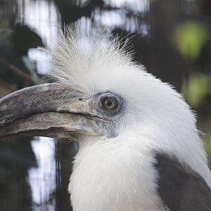 White-crowned hornbill (Berenicornis comatus)