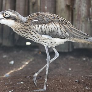 Bush thick-knee (Burhinus grallarius)