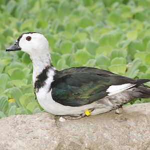 Indian pygmy goose (Nettapus coromandelianus)