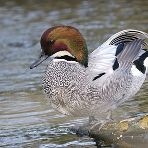 Falcated teal (Anas falcata)