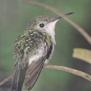 Fork-tailed woodnymph (Thalurania furcata)
