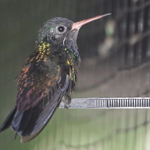 White-chinned sapphire (Hylocharis cyanus)