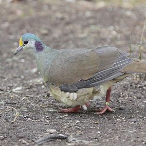 Sulawesi Ground-Dove (Gallicolumba tristigmata)