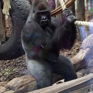 Kumbuka in the main enclosure - 18 April 2013