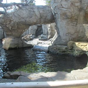 Sea Otter Exhibit Viewing 1