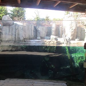 Sea Otter Exhibit Viewing 2