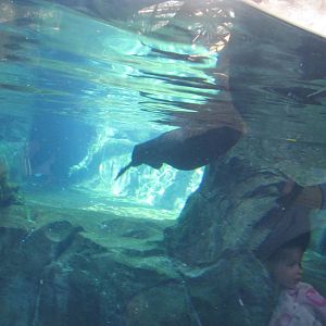 Sea Otter Exhibit