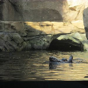 Sea Otter Exhibit