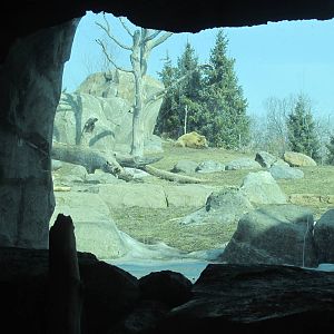 Bear Exhibit