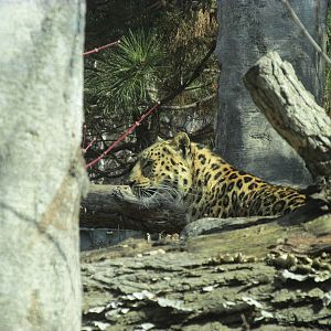 Amur Leopard