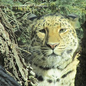Amur Leopard
