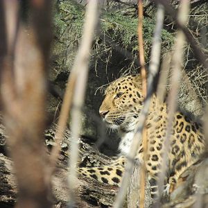 Amur Leopard