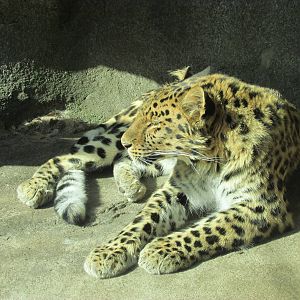 Amur Leopard