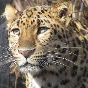 Amur Leopard