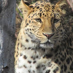 Amur Leopard