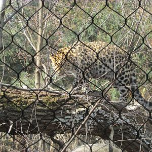 Amur Leopard
