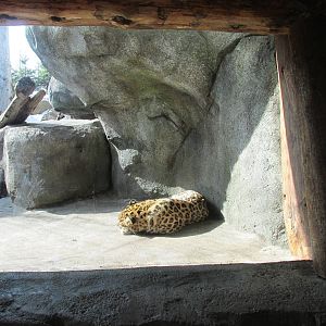 Amur Leopard