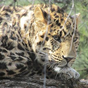 Amur Leopard
