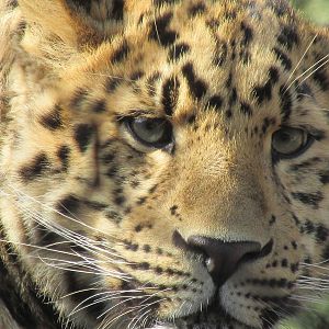 Amur Leopard