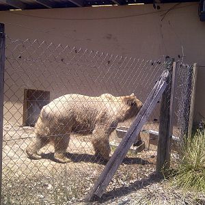Syrian Bear