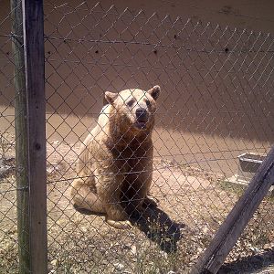 Syrian Bear