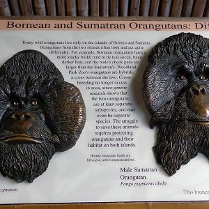 Differences Between Bornean and Sumatran Orangutans