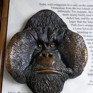 Male Bornean Orangutan -- Facial Detail