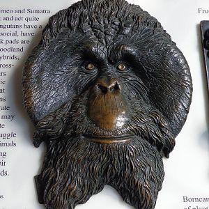 Male Sumatran Orangutan -- Facial Detail