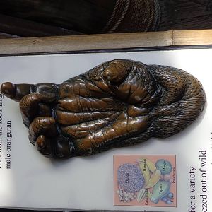 Orangutan Hand