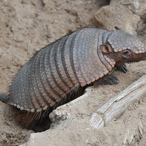 Larger hairy armadillo/ Chaetophractus villosus