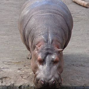 Hippopotamus #1