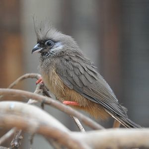Speckled mousebird/ Colius striatus