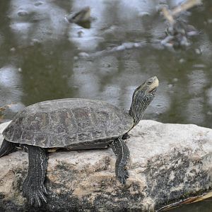 Western caspian turtle/ Mauremys caspica rivulata