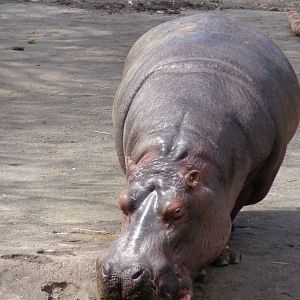 Hippopotamus #2