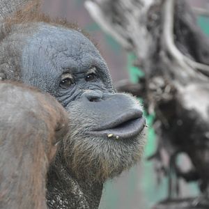 Sumatran orangutan/ Pongo pygmaeus abelii