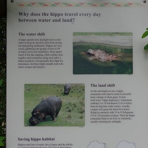 Hippopotamus Pool Signange