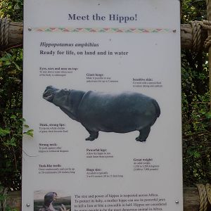 Meet the Hippo! Signage