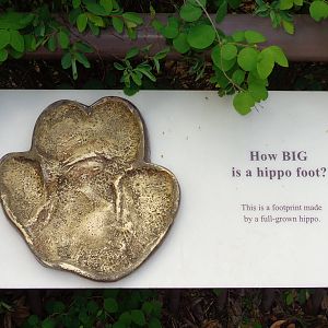 Hippo foot print