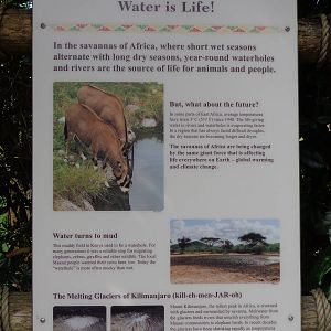 Hippo Pool Signage